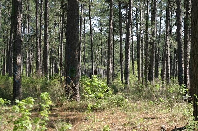 18.2 Acres of Land for Sale in Reeves, Louisiana