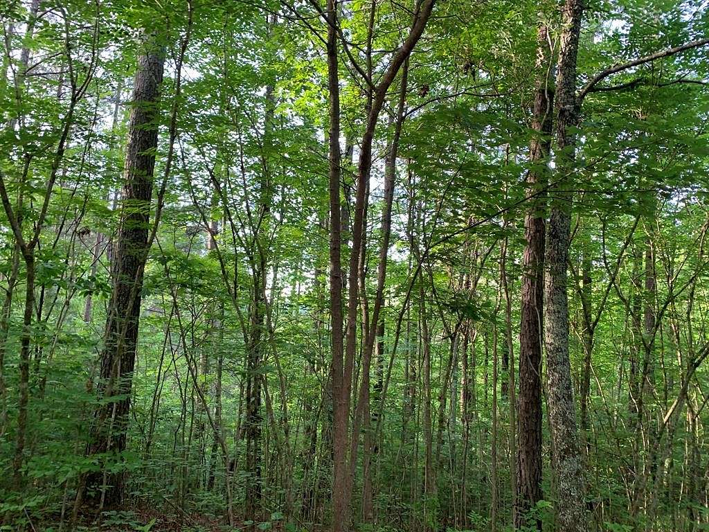 Residential Land for Sale in Murphy, North Carolina