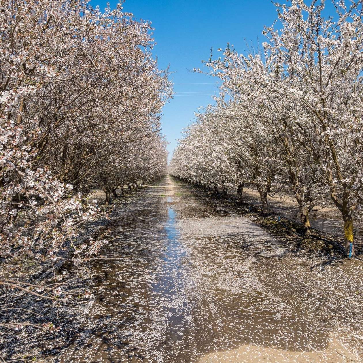 20 Acres of Agricultural Land for Sale in Lemoore, California