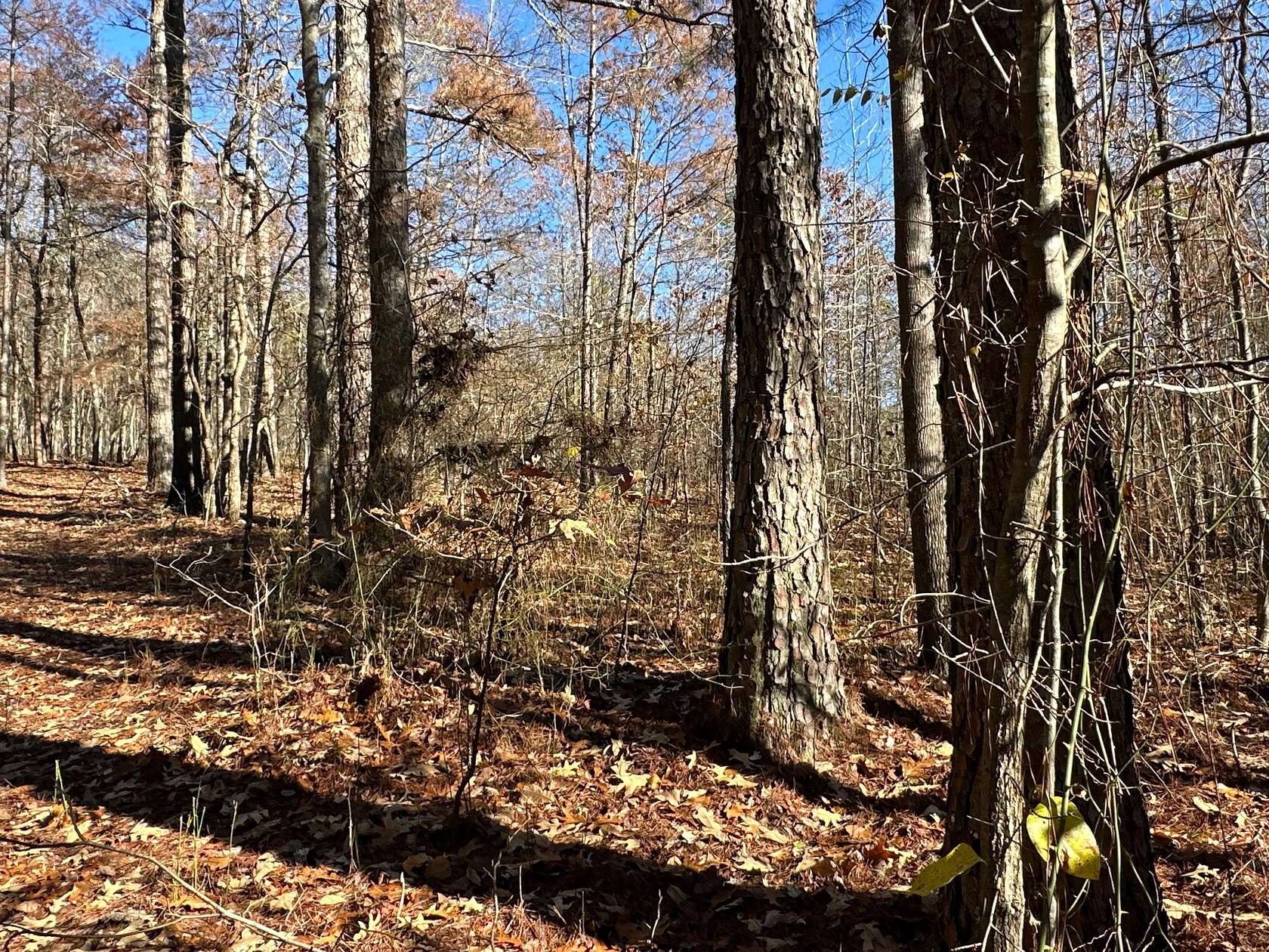 42 Acres of Land for Sale in Dallas, Georgia