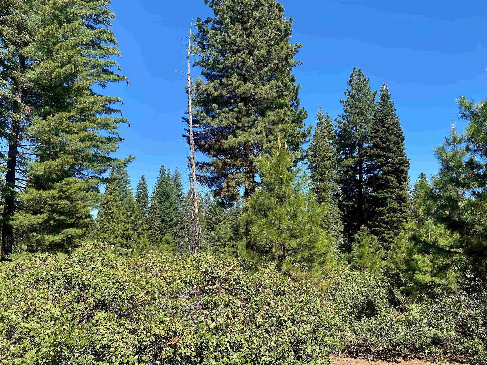 0.3 Acres of Residential Land for Sale in Lake Almanor Peninsula, California