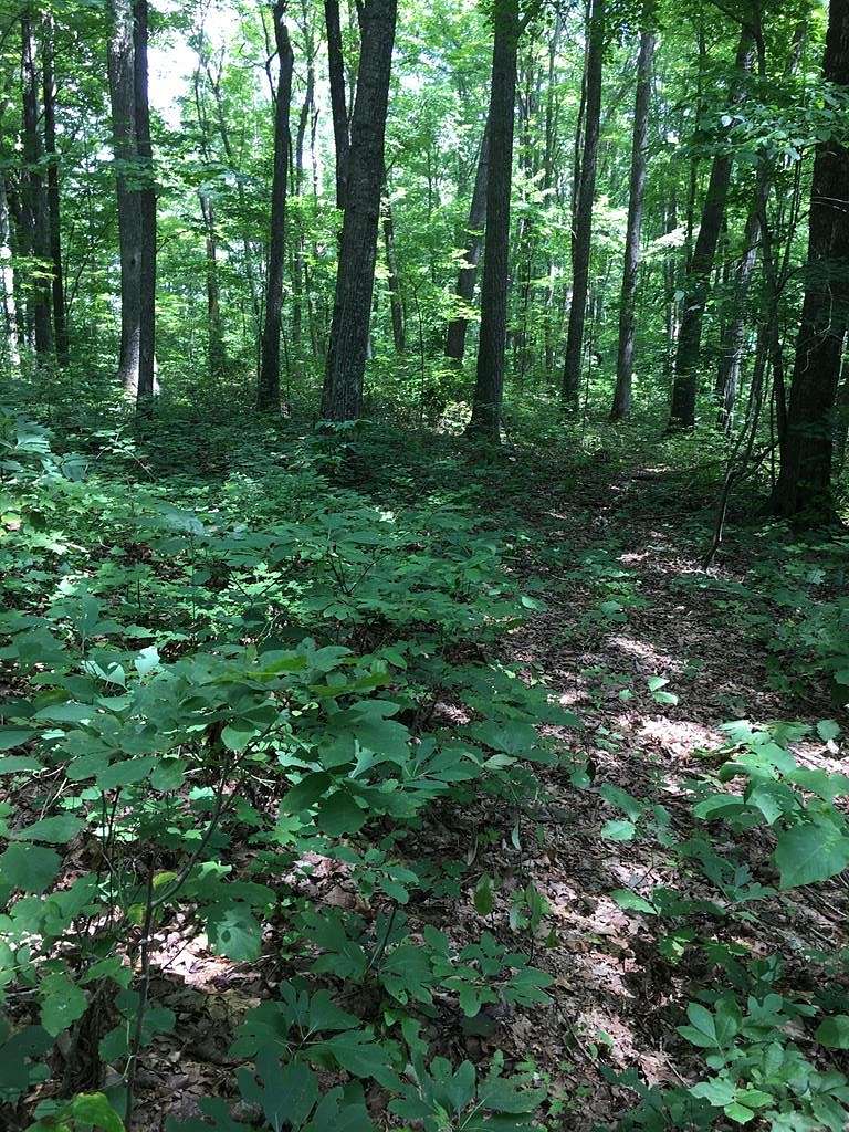 5.5 Acres of Residential Land for Sale in Wilder, Tennessee
