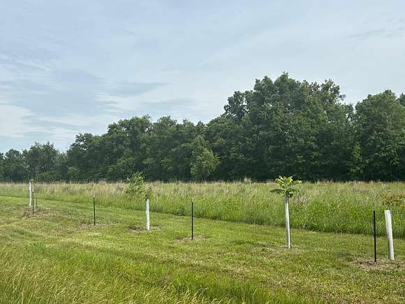 40 Acres of Land for Sale in Madison, Missouri