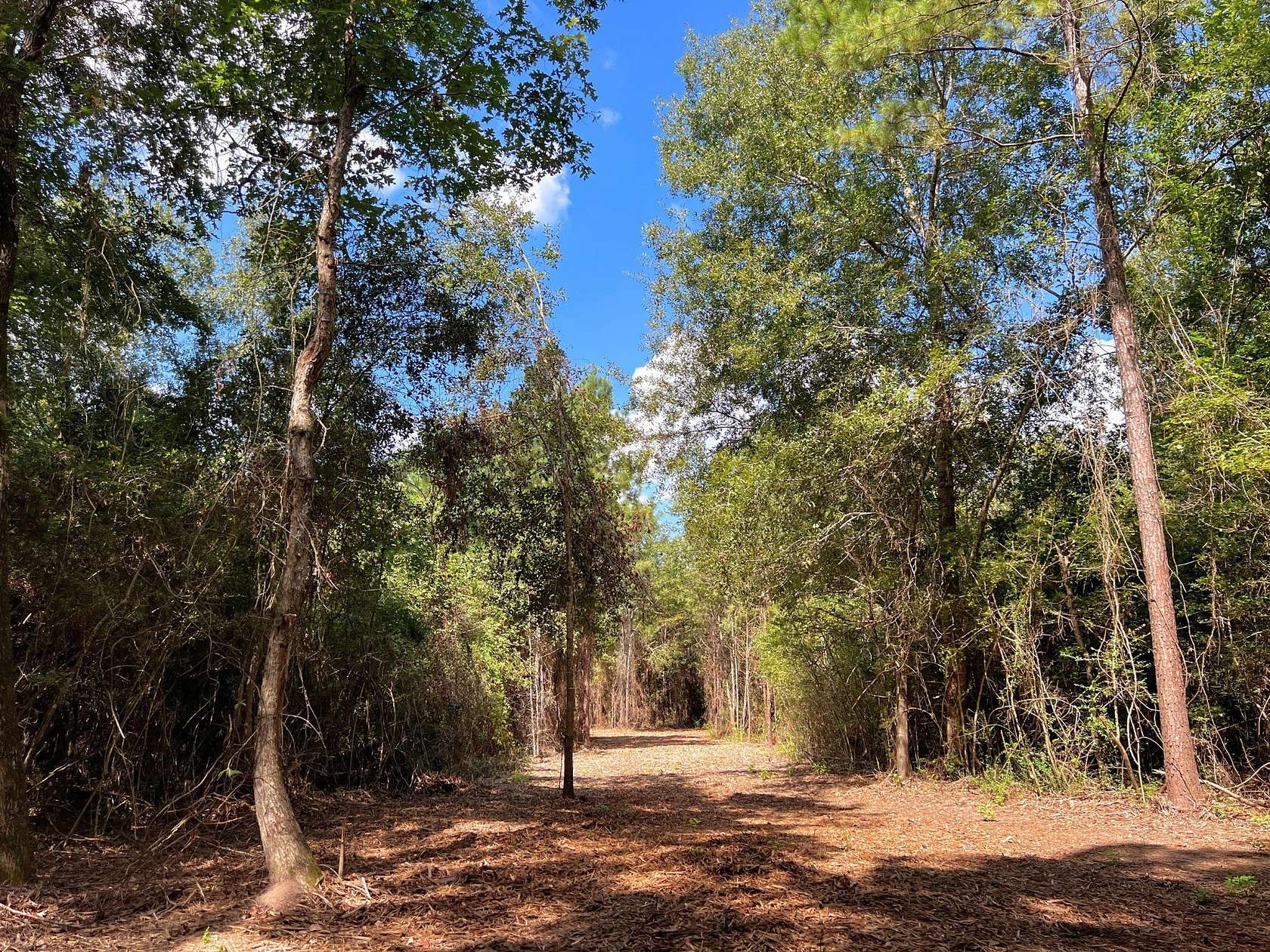 24 Acres of Recreational Land for Sale in Huntington, Texas