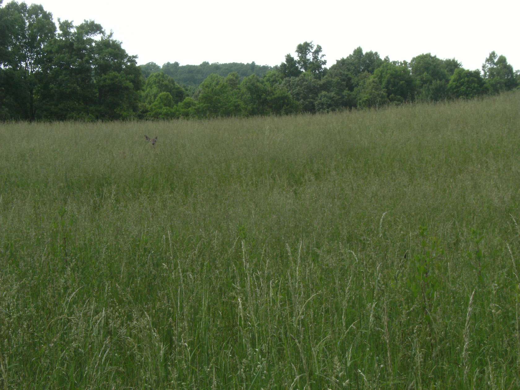 60 Acres of Land for Sale in Judson, West Virginia