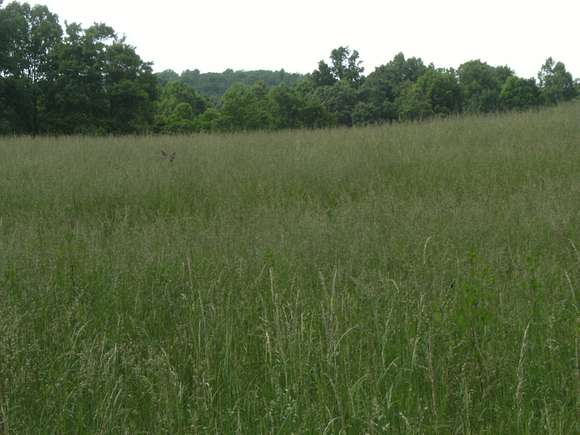 60 Acres of Land for Sale in Judson, West Virginia