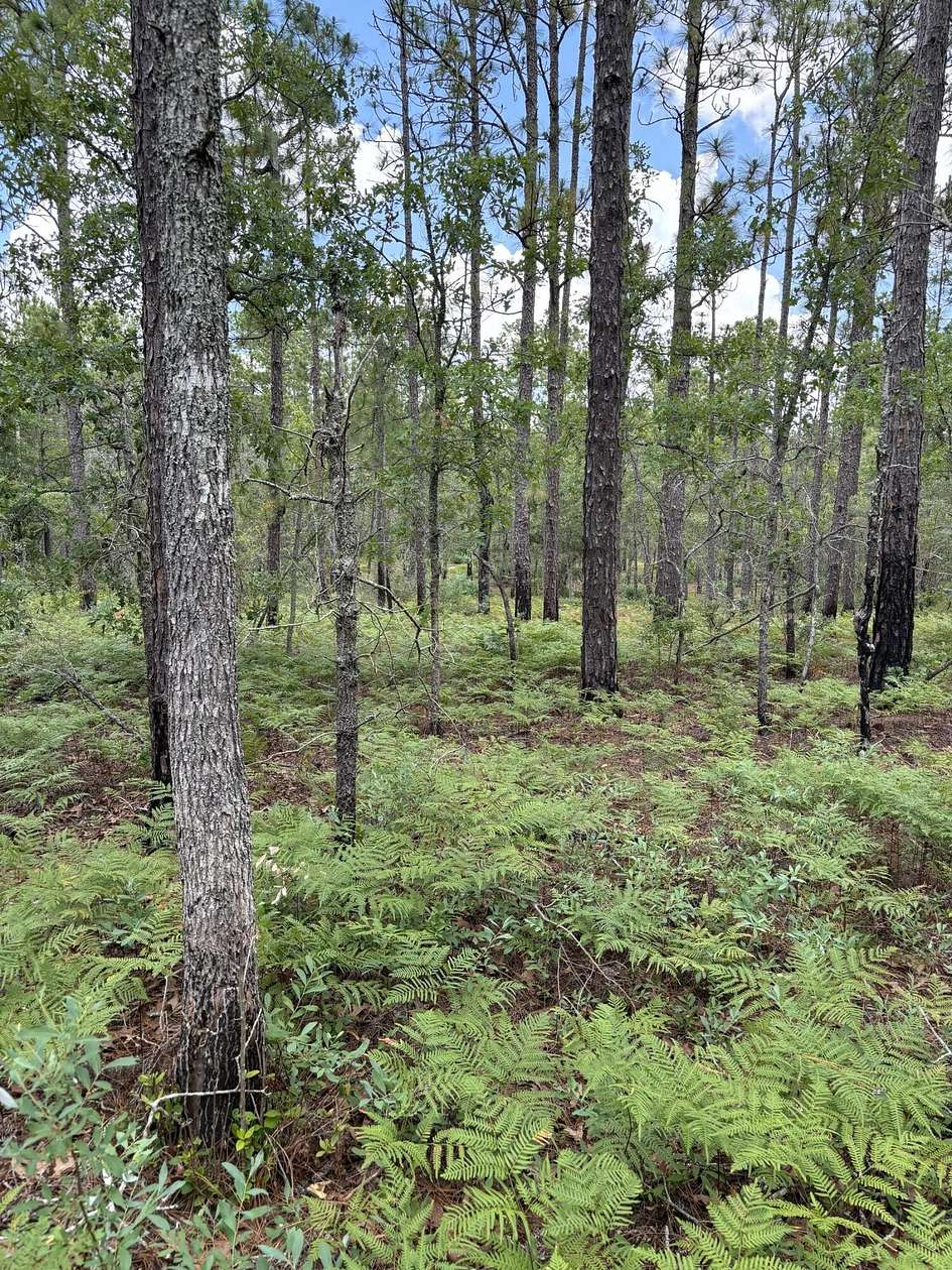 5.9 Acres of Residential Land for Sale in Windsor, South Carolina