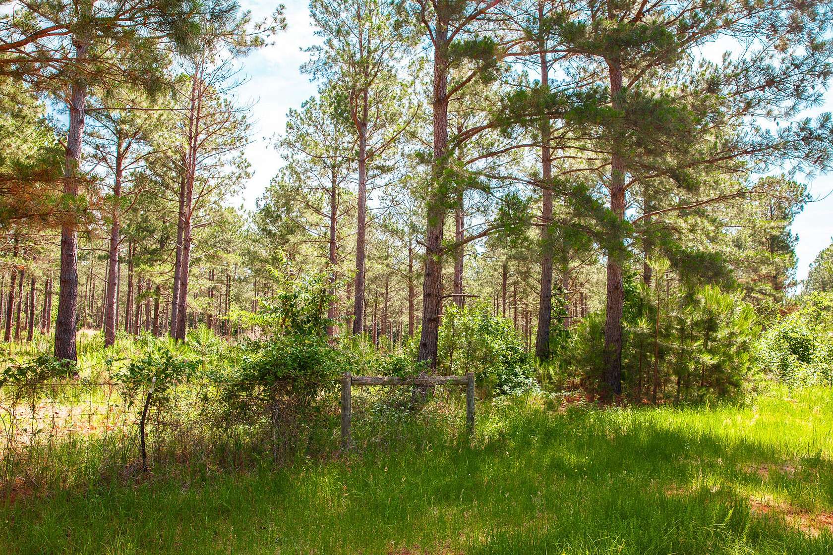 7.5 Acres of Residential Land for Sale in Appling, Georgia