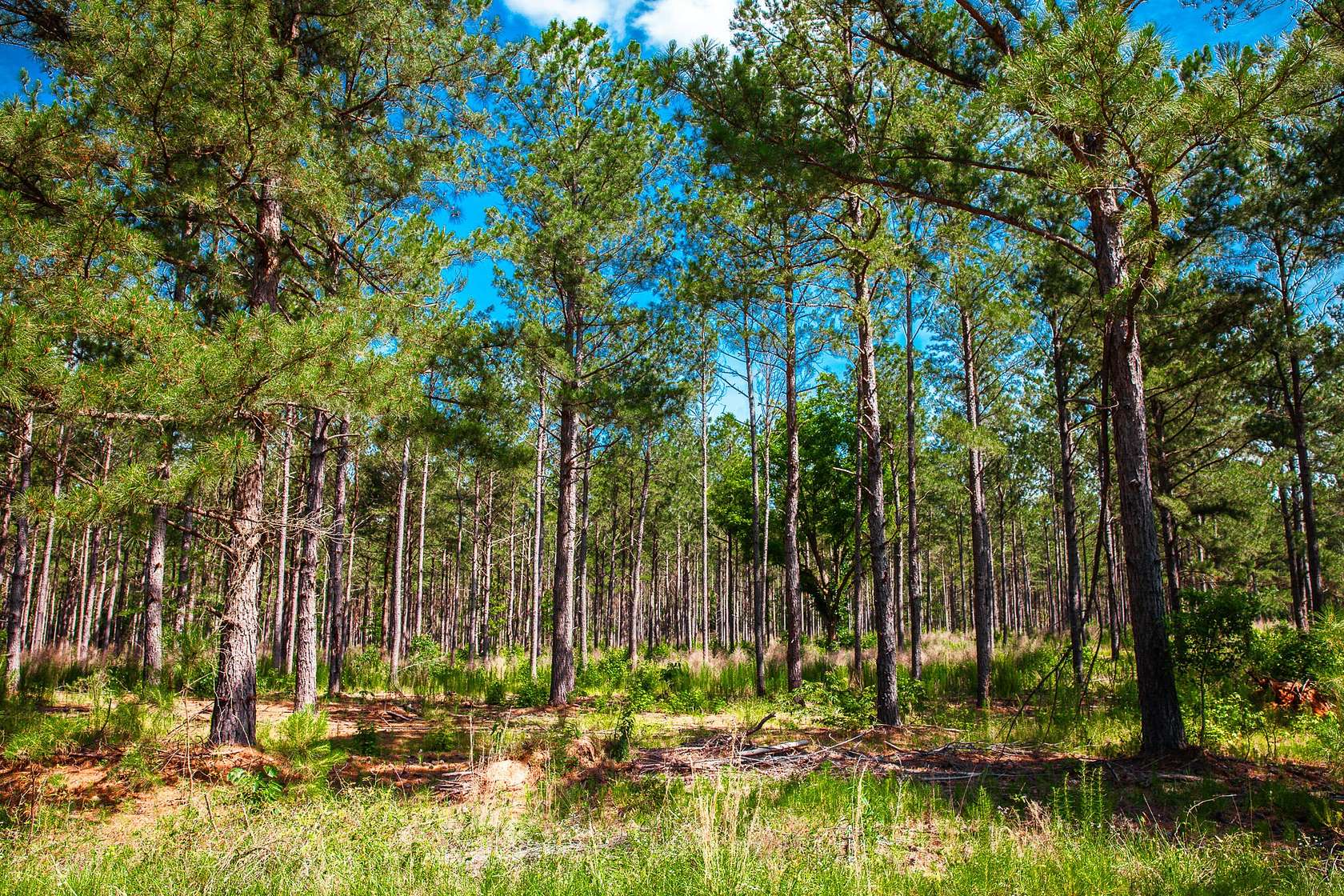 8.2 Acres of Residential Land for Sale in Appling, Georgia