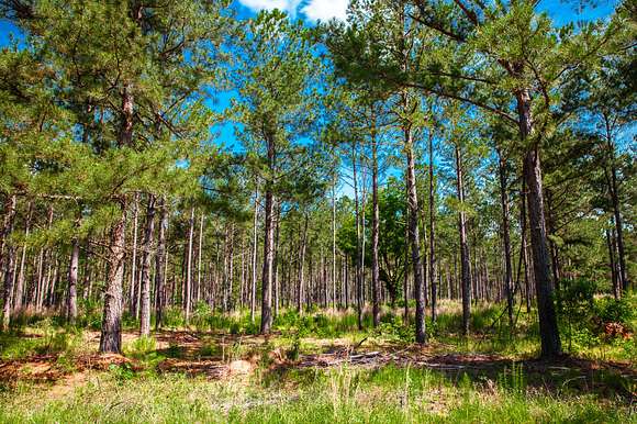 8.16 Acres of Residential Land for Sale in Appling, Georgia