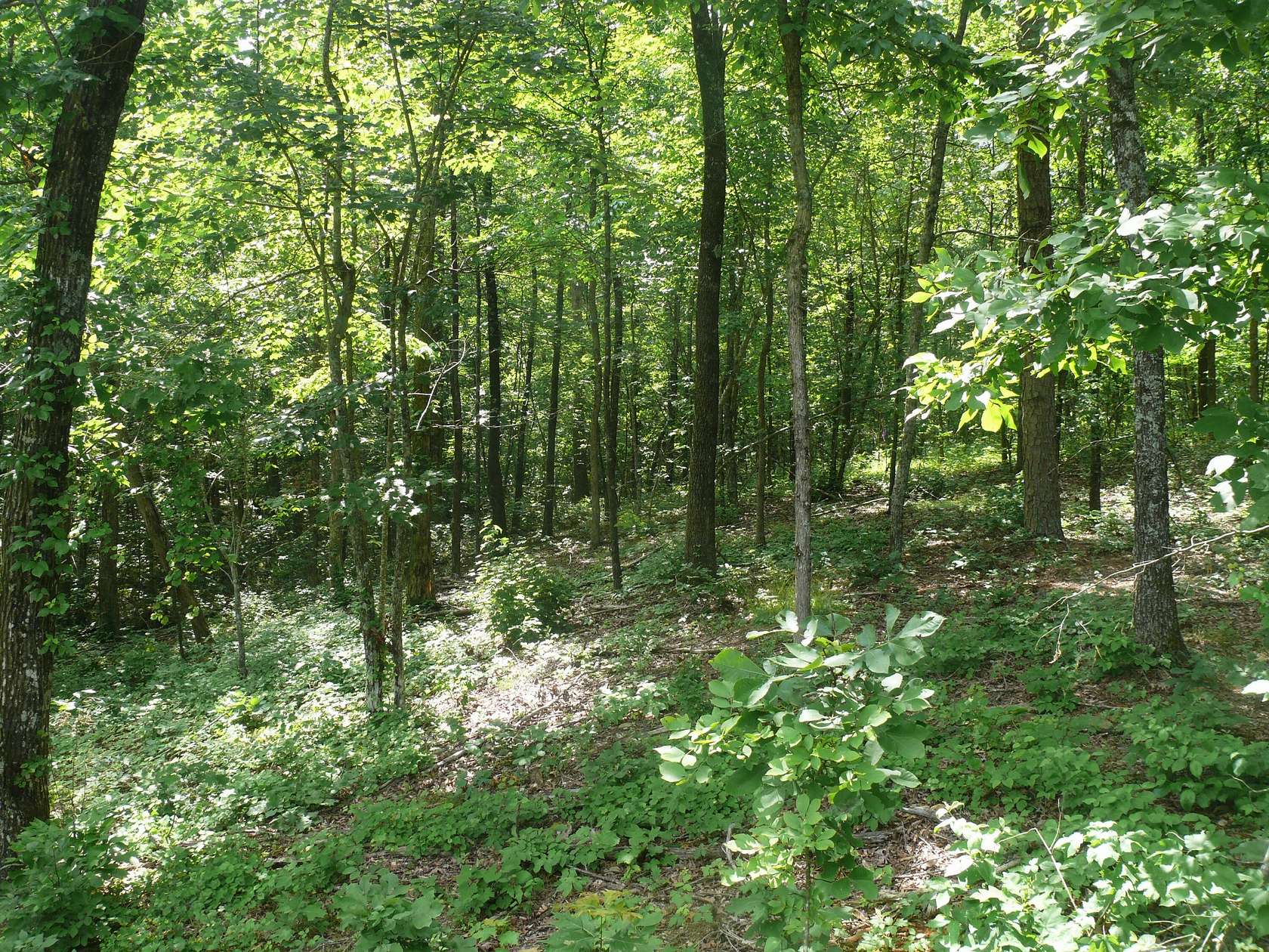 9 Acres of Residential Land for Sale in Bradley Township, Arkansas