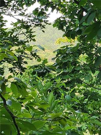 1.29 Acres of Residential Land for Sale in Ranger, Georgia