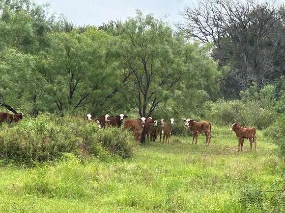 650 Acres of Land for Sale in San Saba, Texas