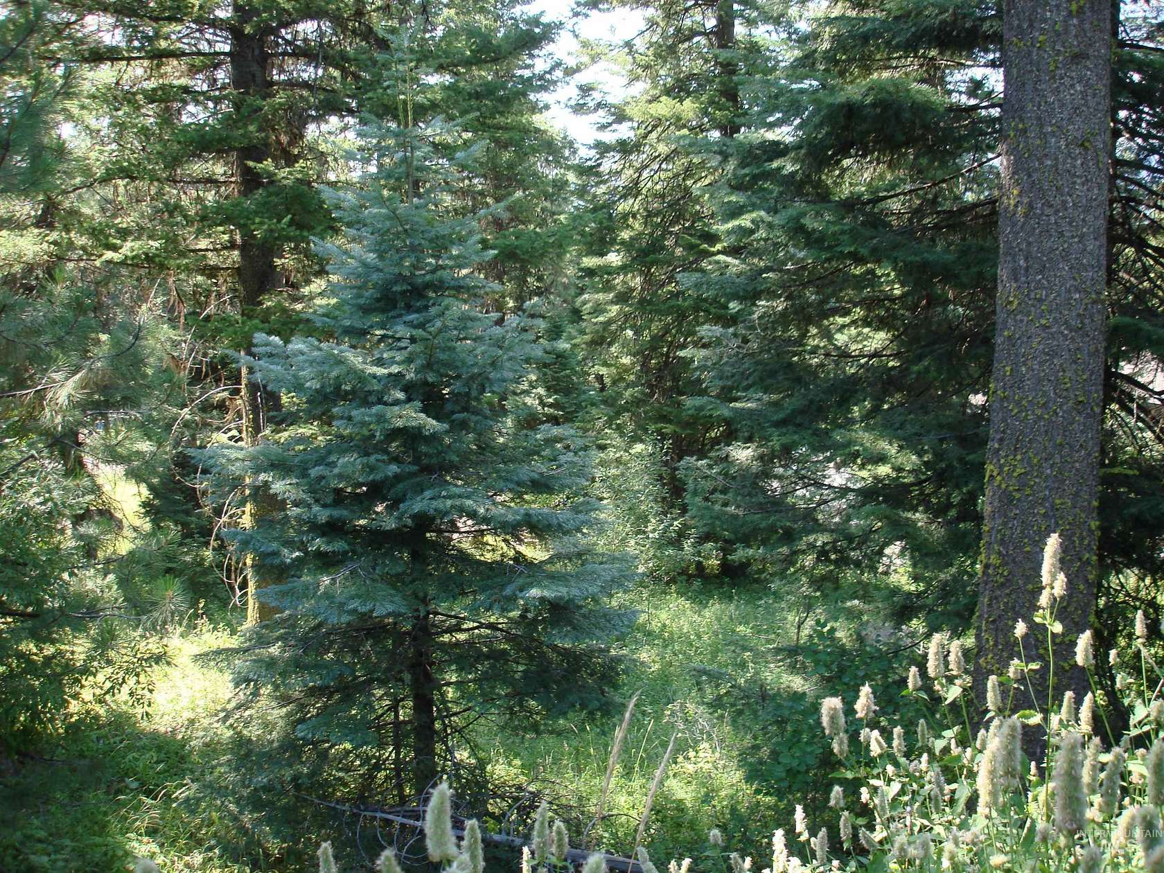 0.335 Acres of Residential Land for Sale in McCall, Idaho