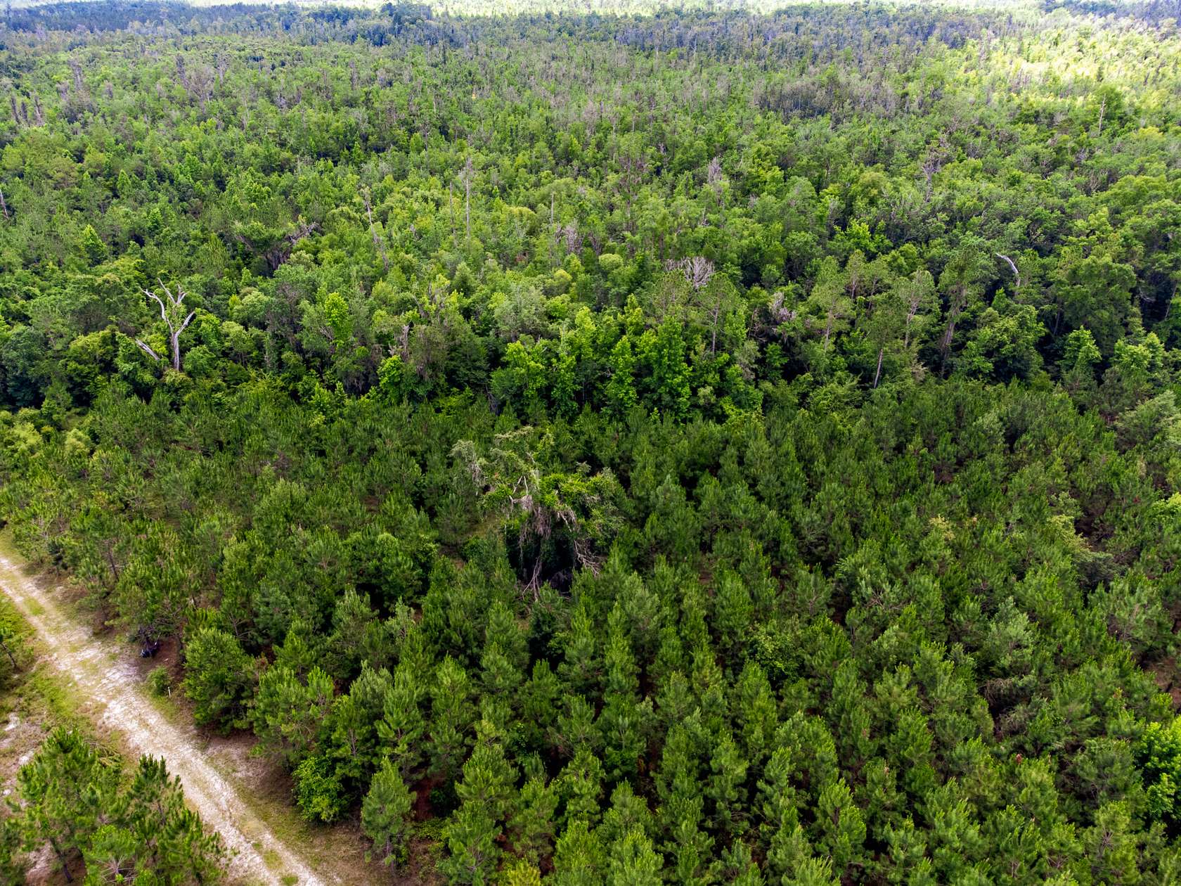 211.62 Acres of Recreational Land for Sale in Mayo, Florida