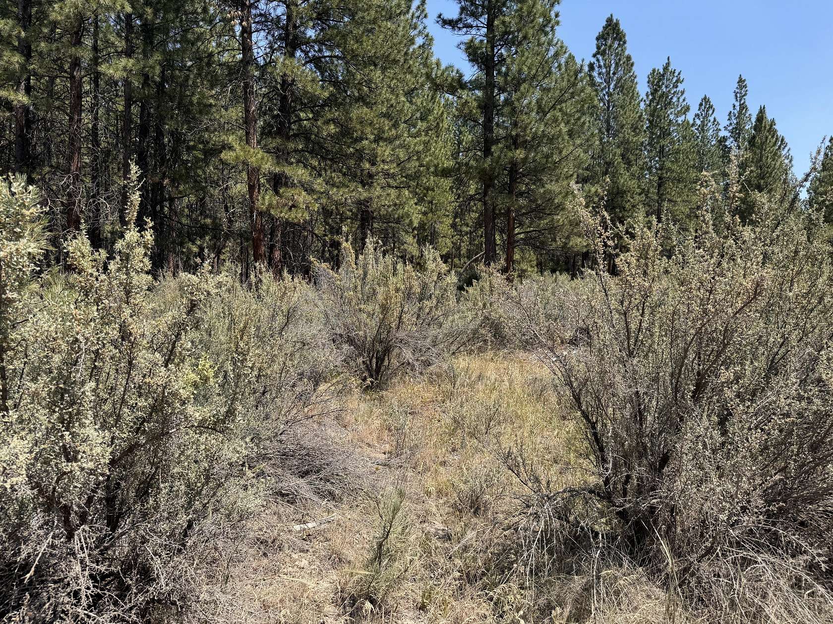 40 Acres of Recreational Land for Sale in Sprague River, Oregon