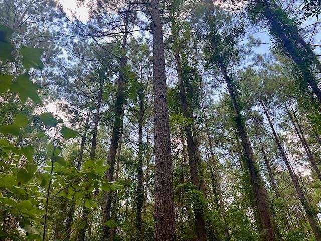 696 Acres of Recreational Land for Sale in Bastrop, Louisiana