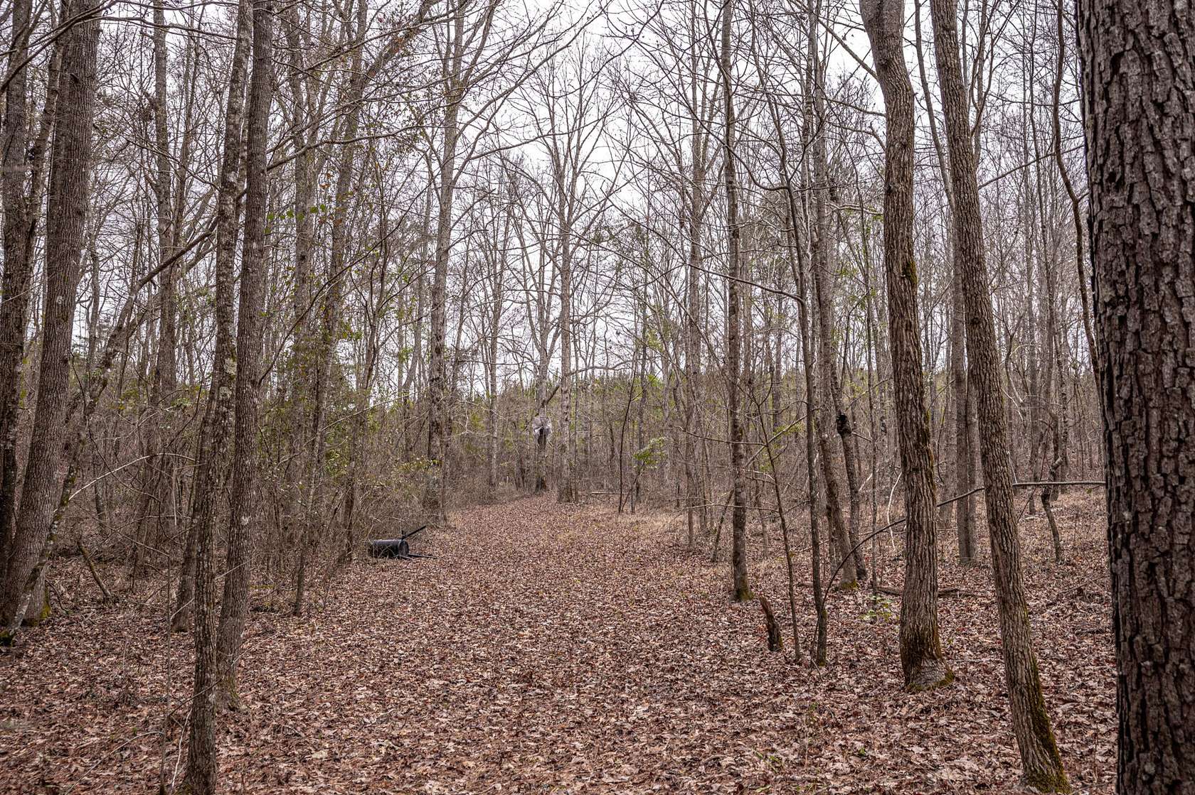 40 Acres of Recreational Land for Sale in Carthage, Mississippi