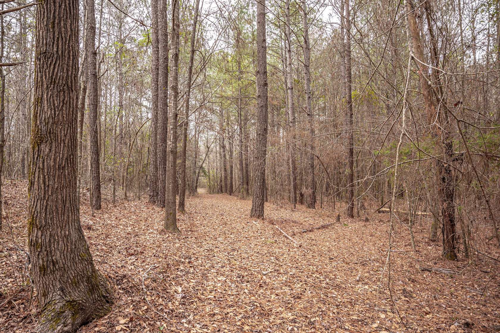 39 Acres of Recreational & Residential Land for Sale in Carthage, Mississippi