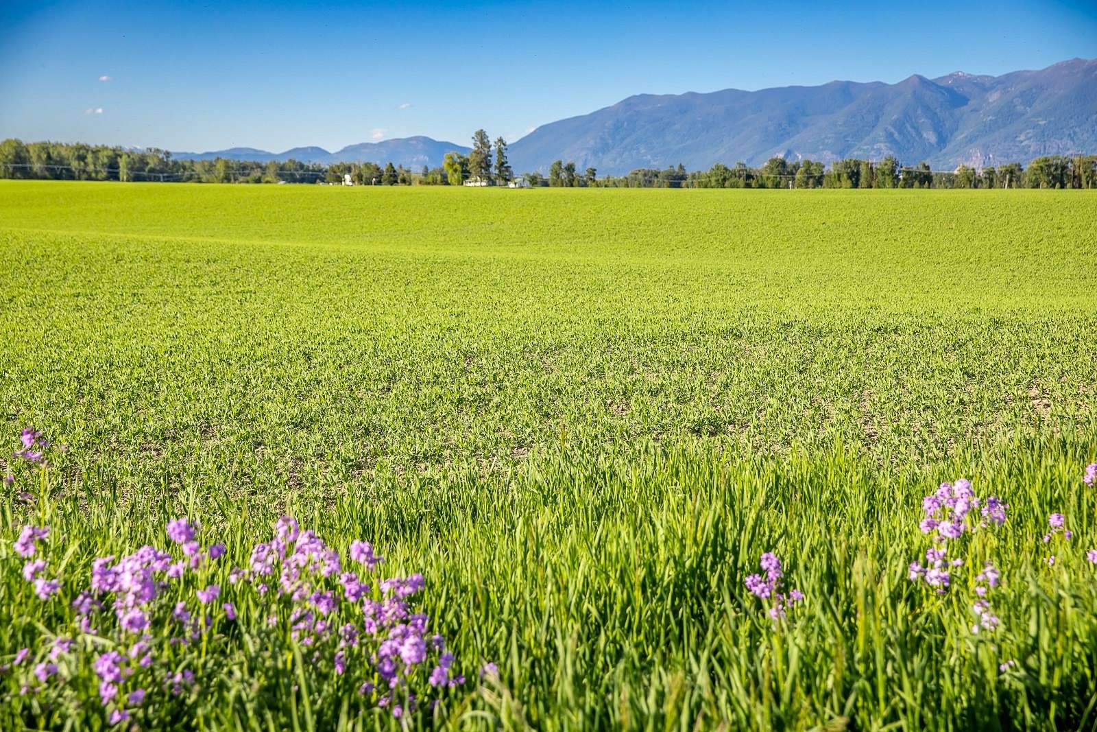 15.942 Acres of Land for Sale in Kalispell, Montana