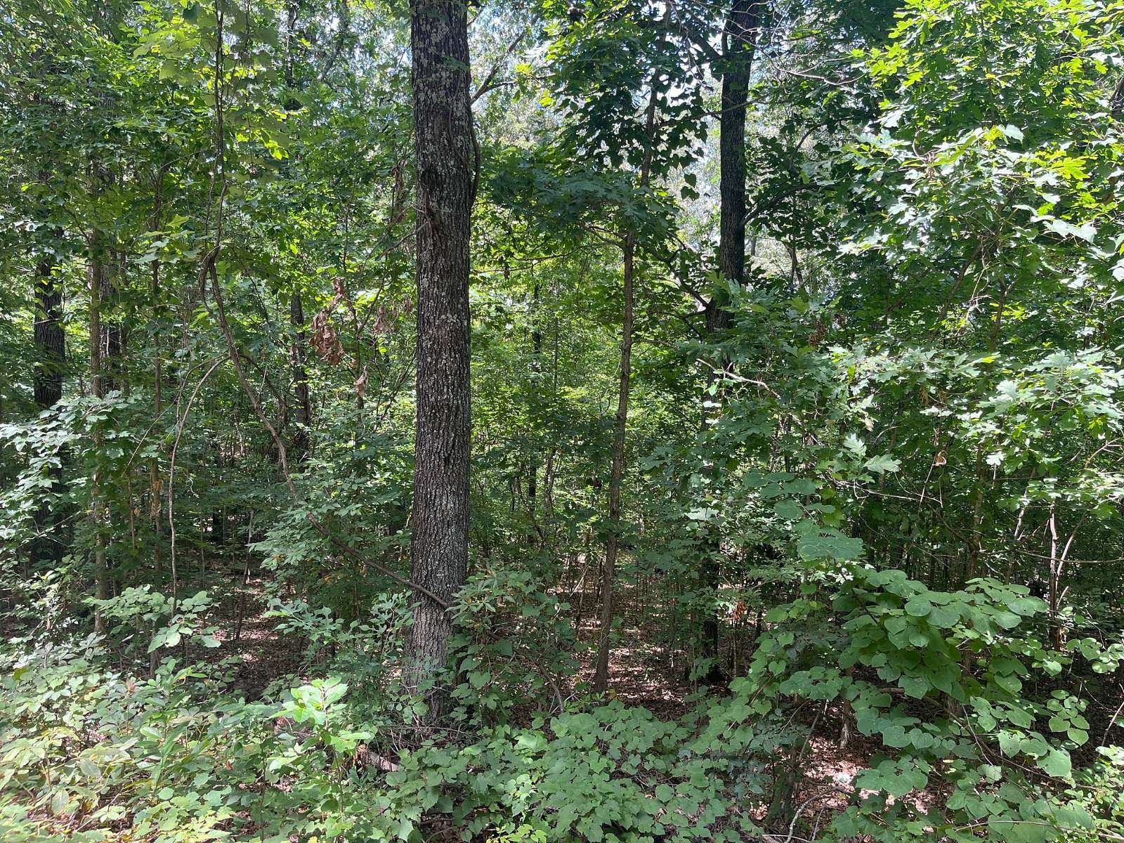 1.5 Acres of Residential Land for Sale in Pocahontas, Arkansas