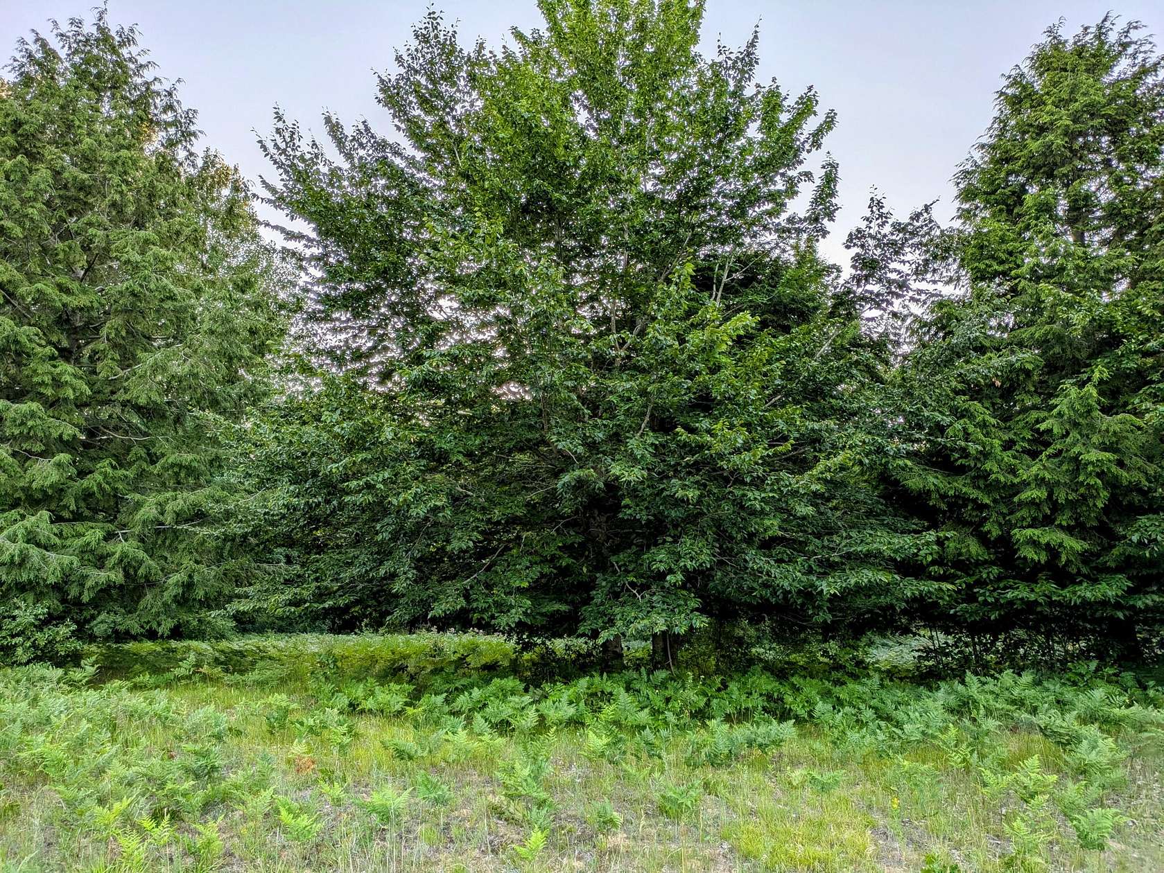 1.32 Acres of Residential Land for Sale in Onekama, Michigan