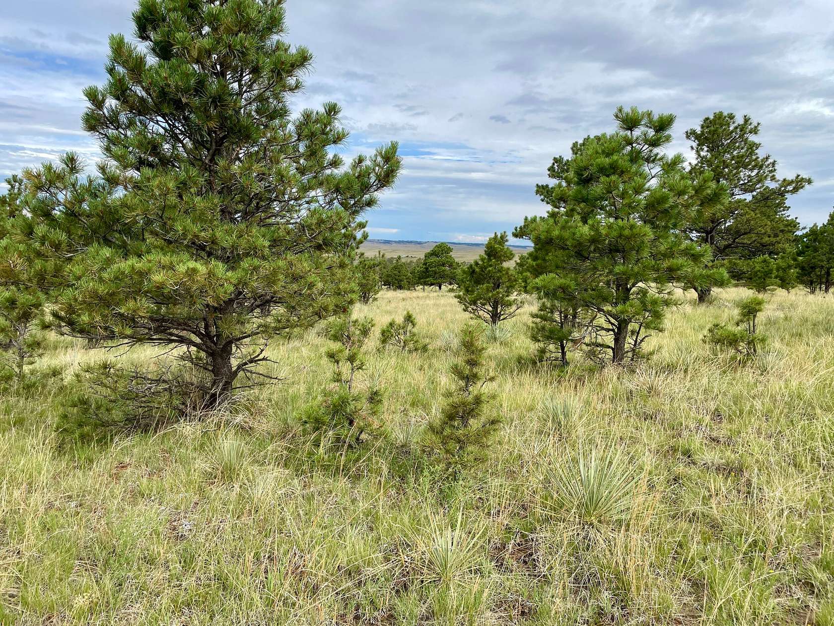 36.9 Acres of Recreational Land for Sale in Ramah, Colorado