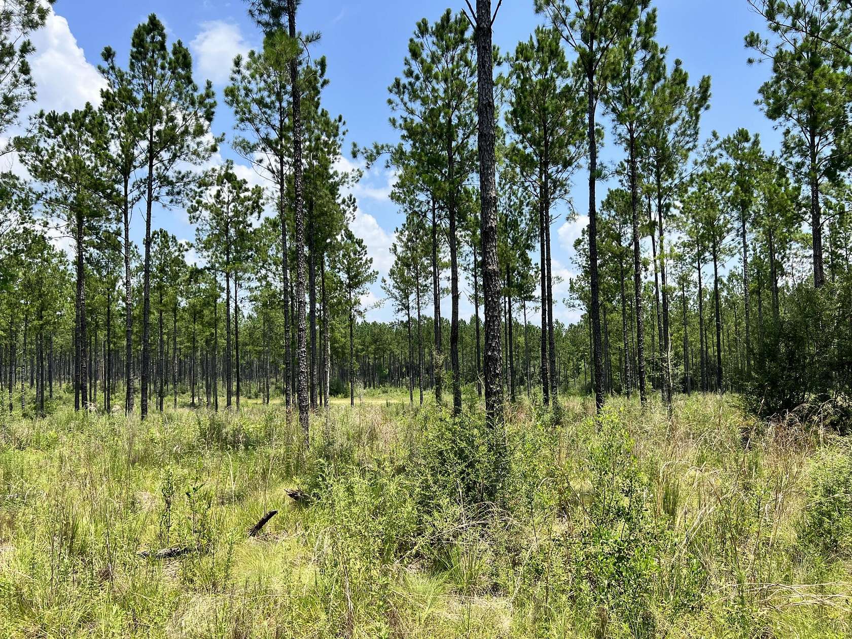 21.28 Acres of Land for Sale in Milton, Florida