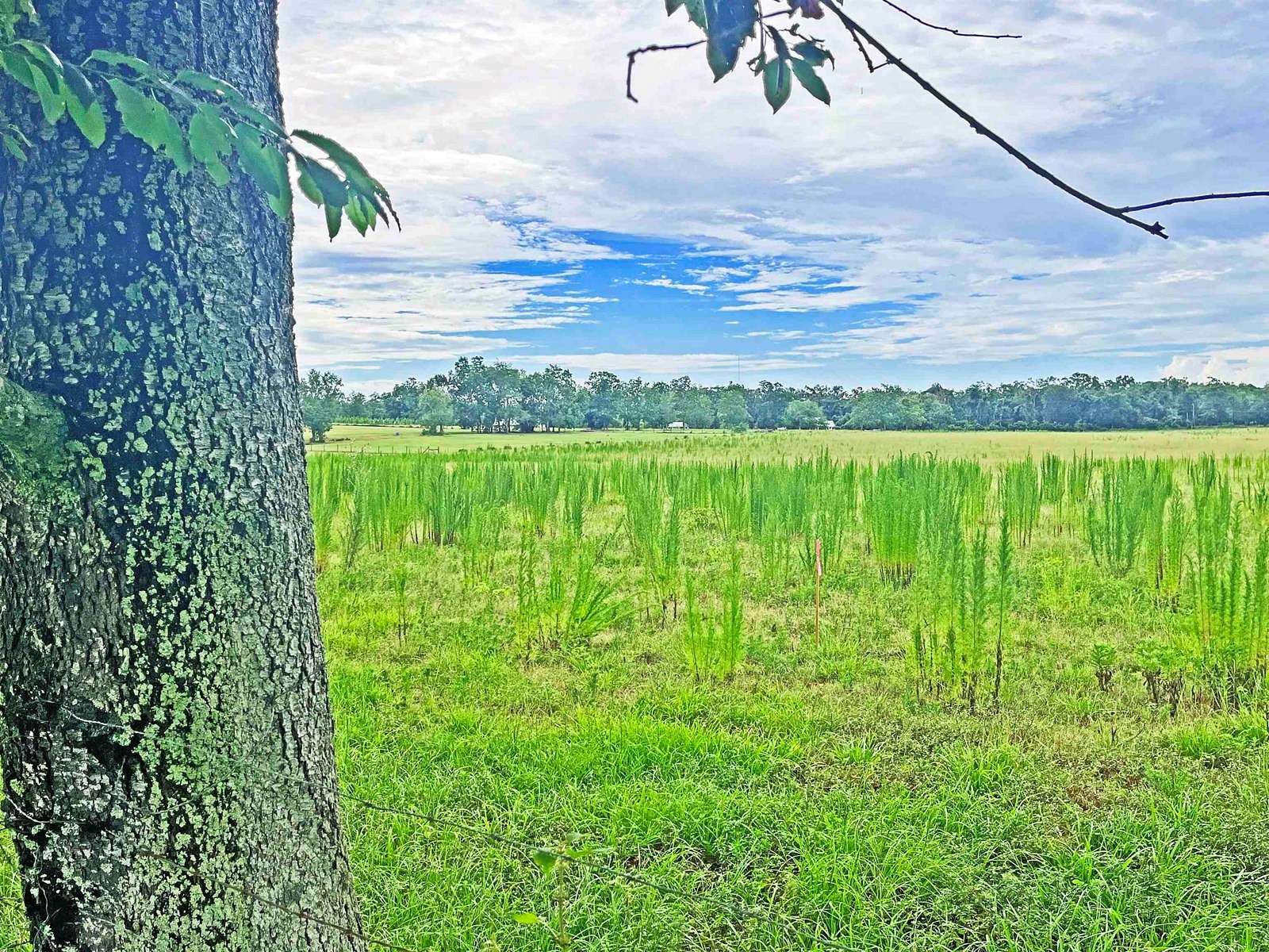 8 Acres of Agricultural Land for Sale in Monticello, Florida