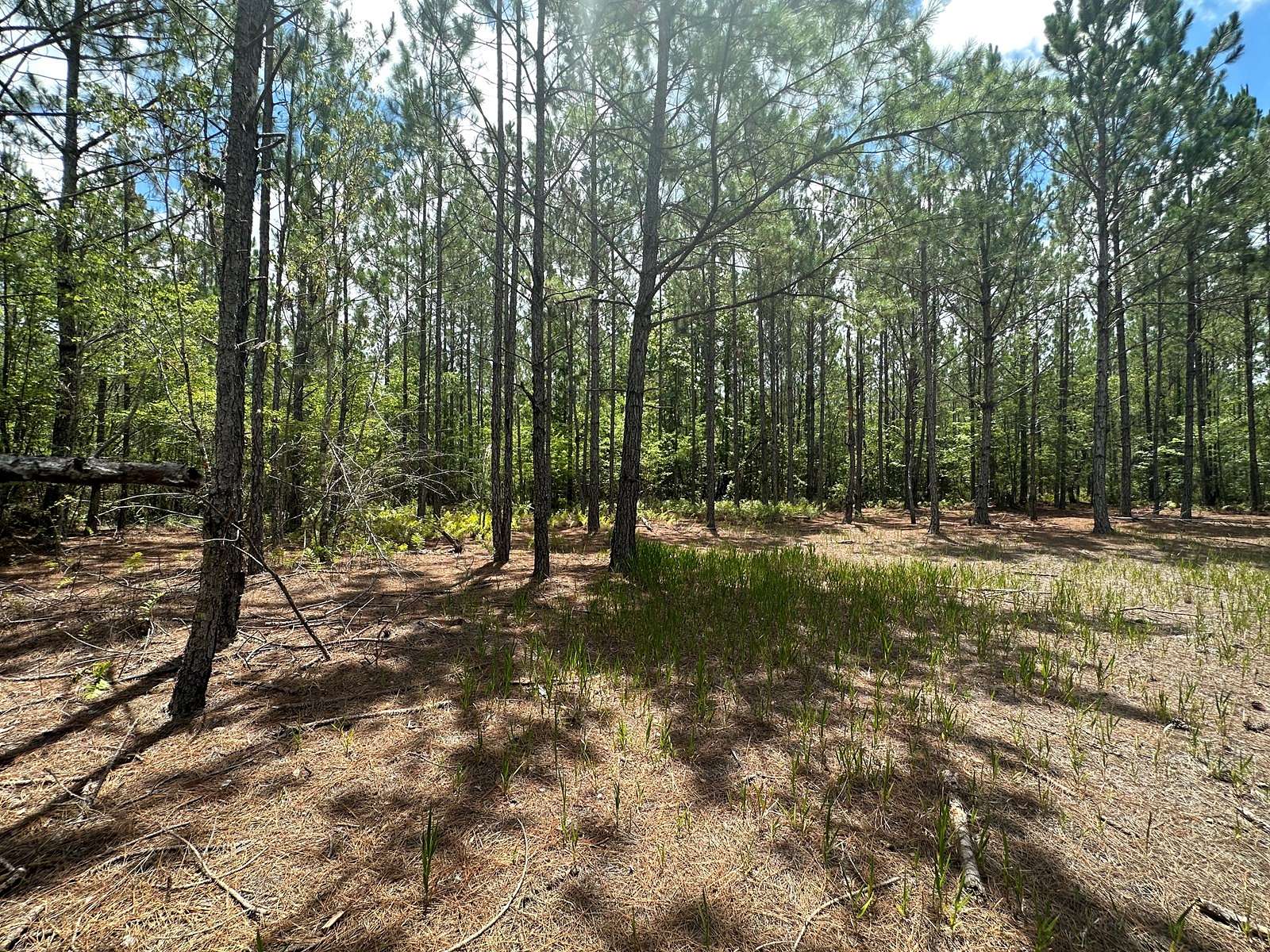 18.69 Acres of Land for Sale in Lake City, Florida