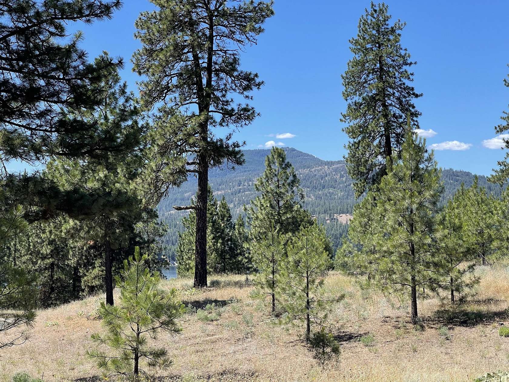 1.18 Acres of Residential Land for Sale in Kettle Falls, Washington