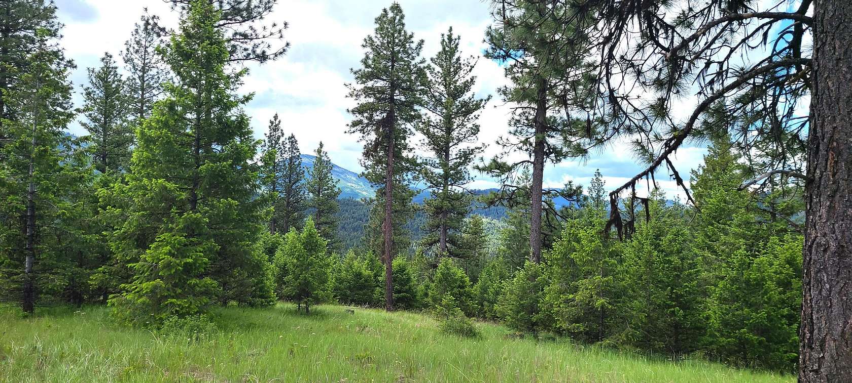 34.61 Acres of Recreational Land for Sale in Republic, Washington