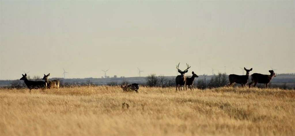 320 Acres of Land for Sale in Crawford, Oklahoma