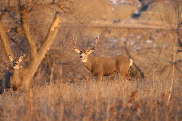 894.45 Acres of Recreational Land & Farm for Auction in Marmarth, North Dakota