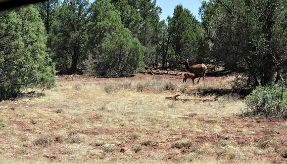 20 Acres of Recreational Land for Sale in Ramah, New Mexico