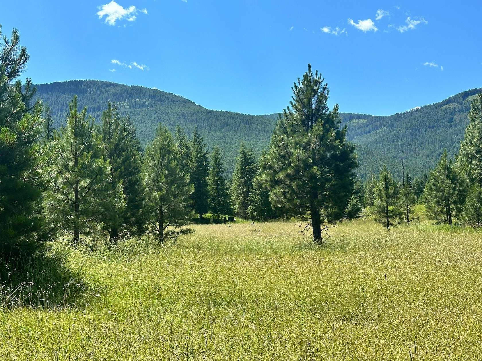20.02 Acres of Recreational Land for Sale in Trout Creek, Montana