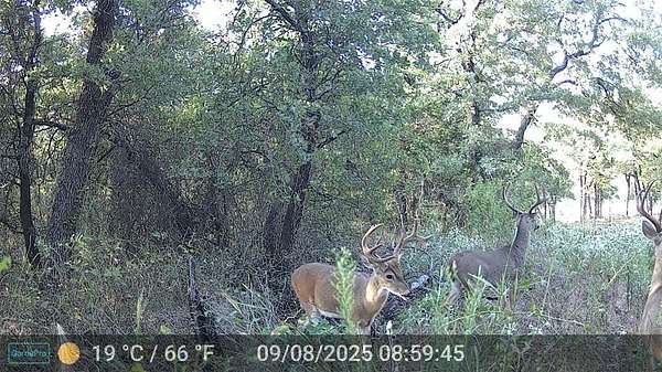 40.2 Acres of Agricultural Land for Sale in Sunset, Texas