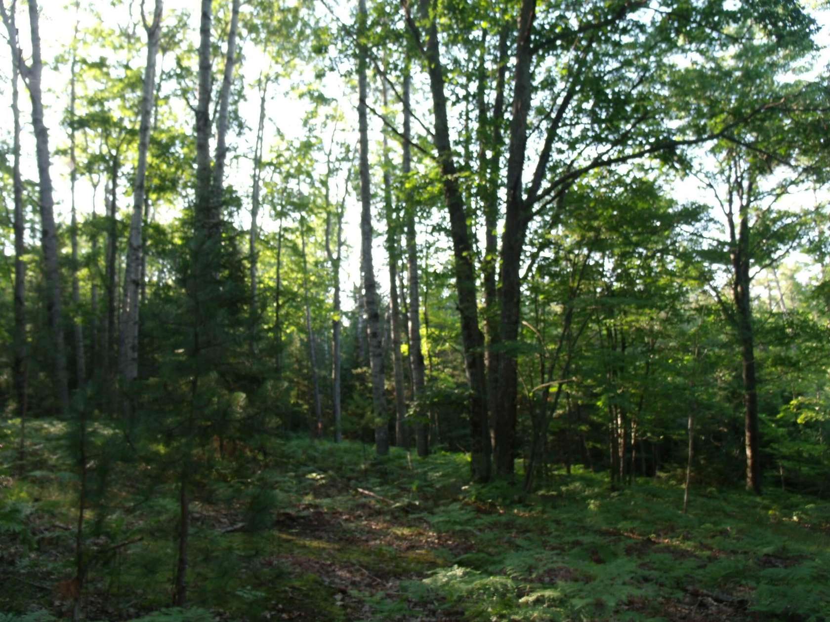 40 Acres of Recreational Land for Sale in Onaway, Michigan