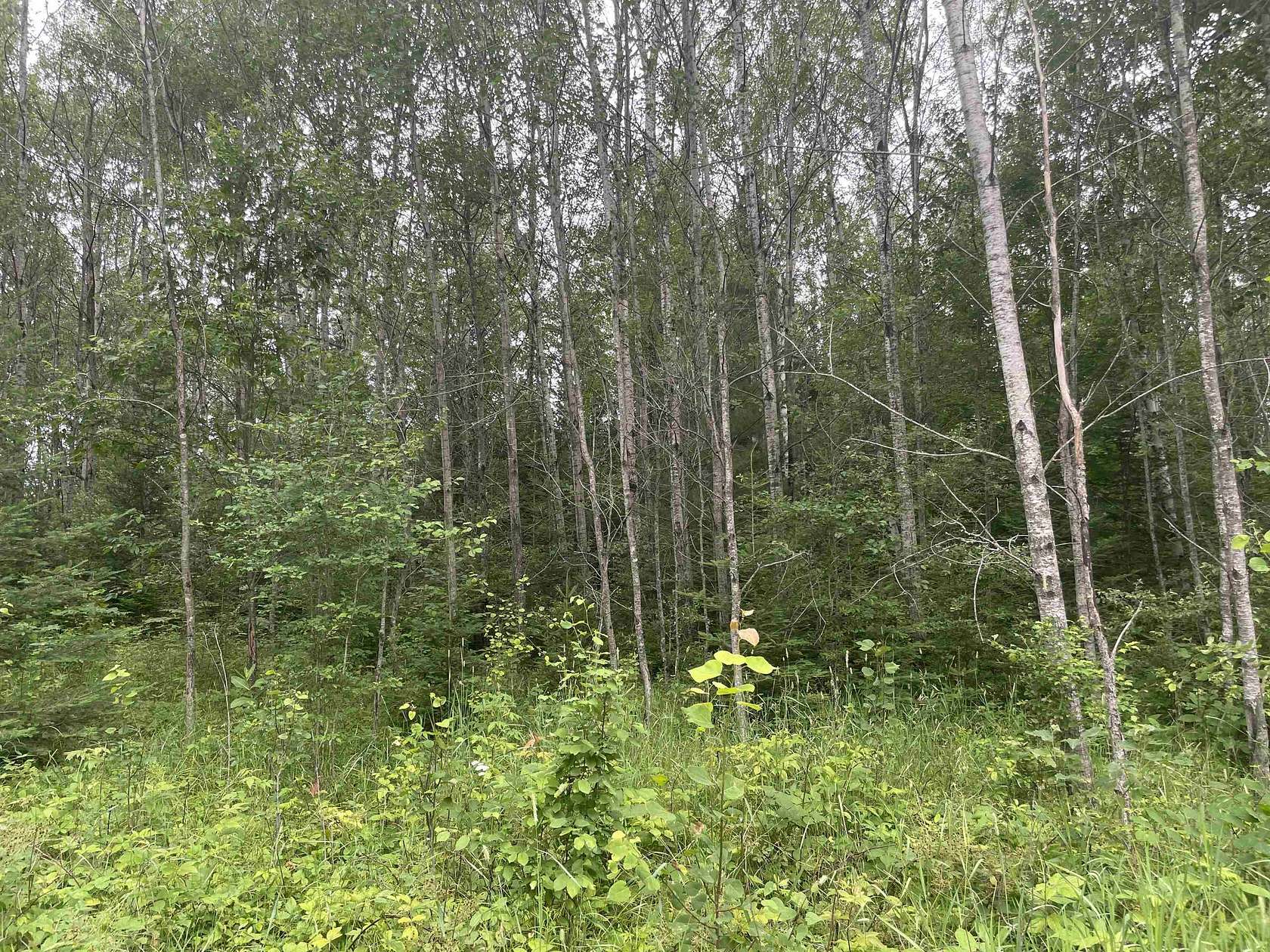 39 Acres of Recreational Land for Sale in Mio, Michigan