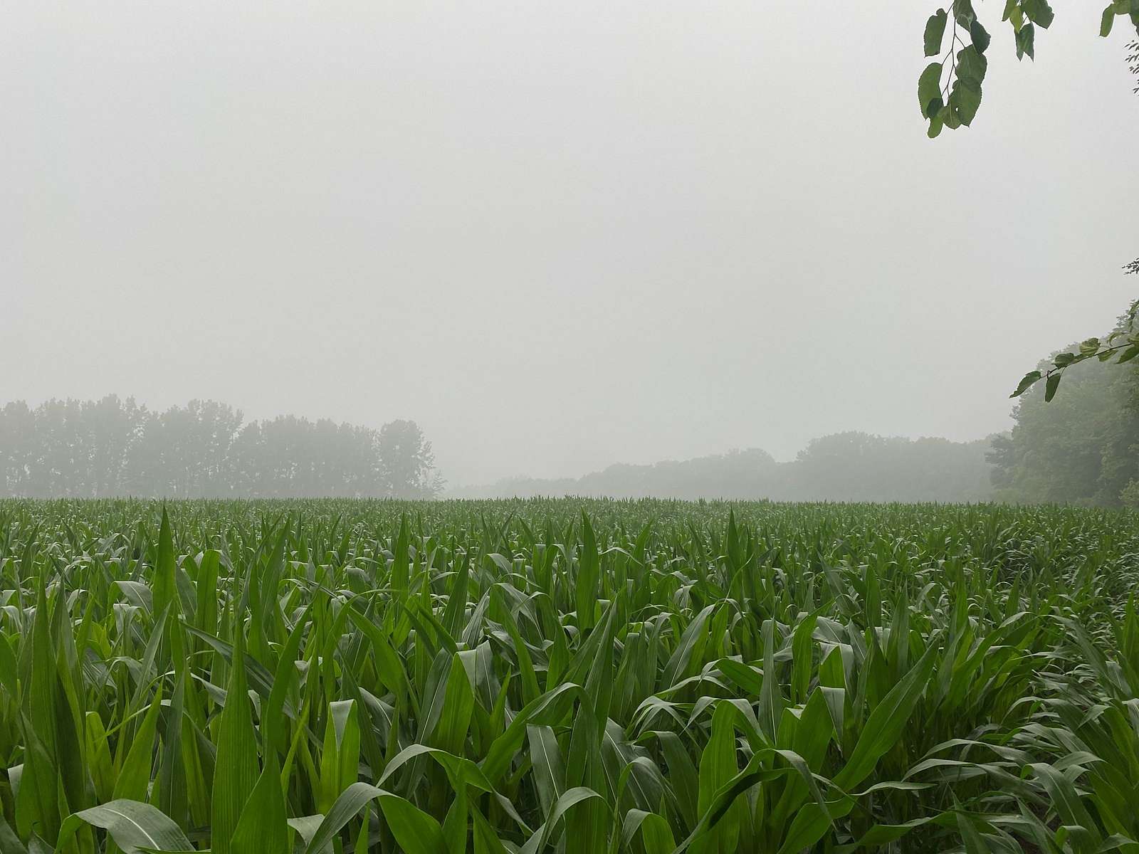 49.6 Acres of Recreational Land & Farm for Sale in Franklin, Indiana