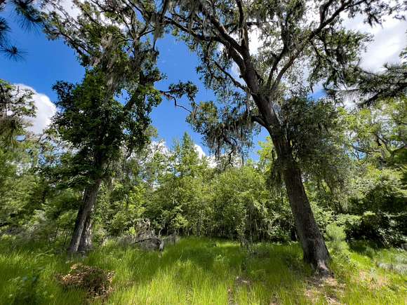 49 Acres of Recreational Land for Sale in Mayo, Florida