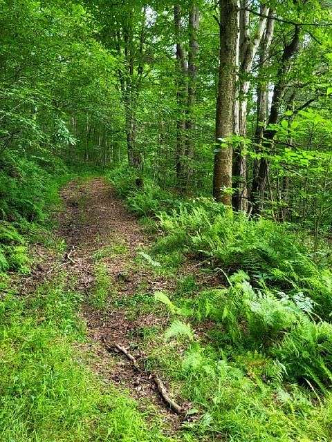 35.6 Acres of Recreational Land for Sale in Roulette, Pennsylvania