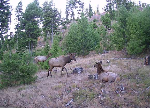 160 Acres of Recreational Land for Sale in Drummond, Montana