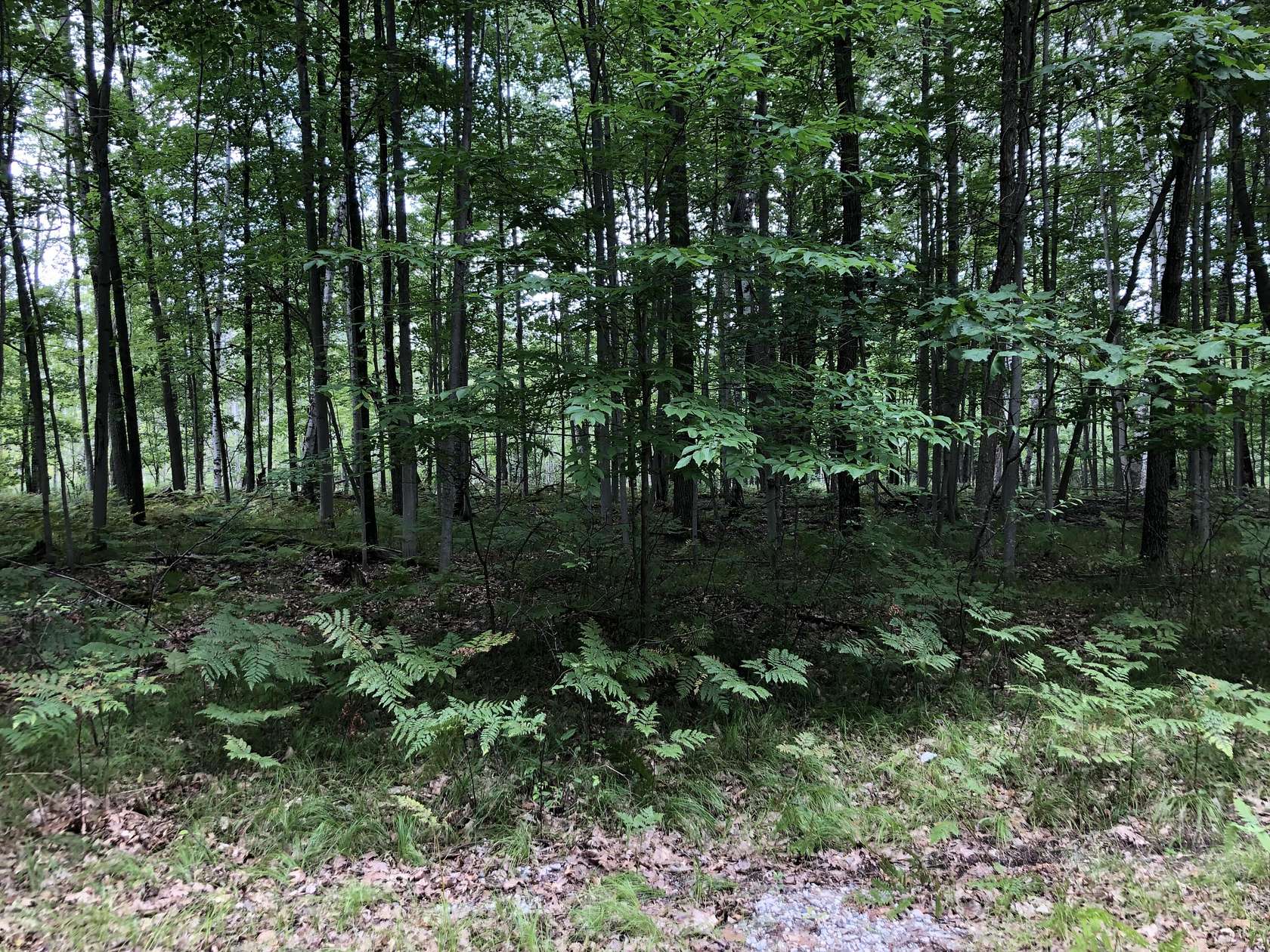 0.5 Acres of Residential Land for Sale in Canadian Lakes, Michigan