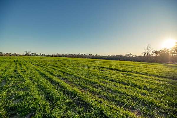 123 Acres of Land for Sale in Attapulgus, Georgia