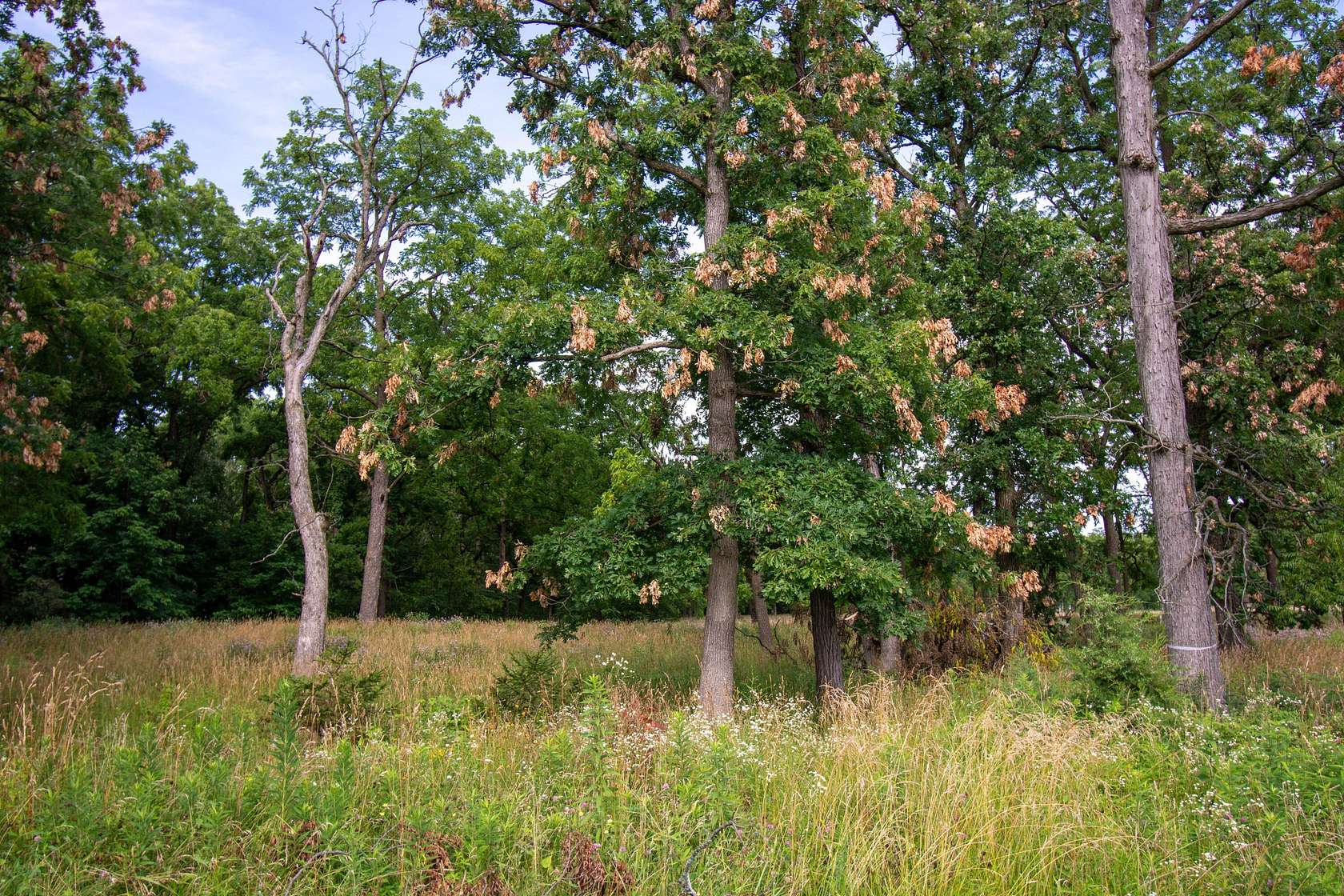 5 Acres of Land for Sale in Lake Geneva, Wisconsin