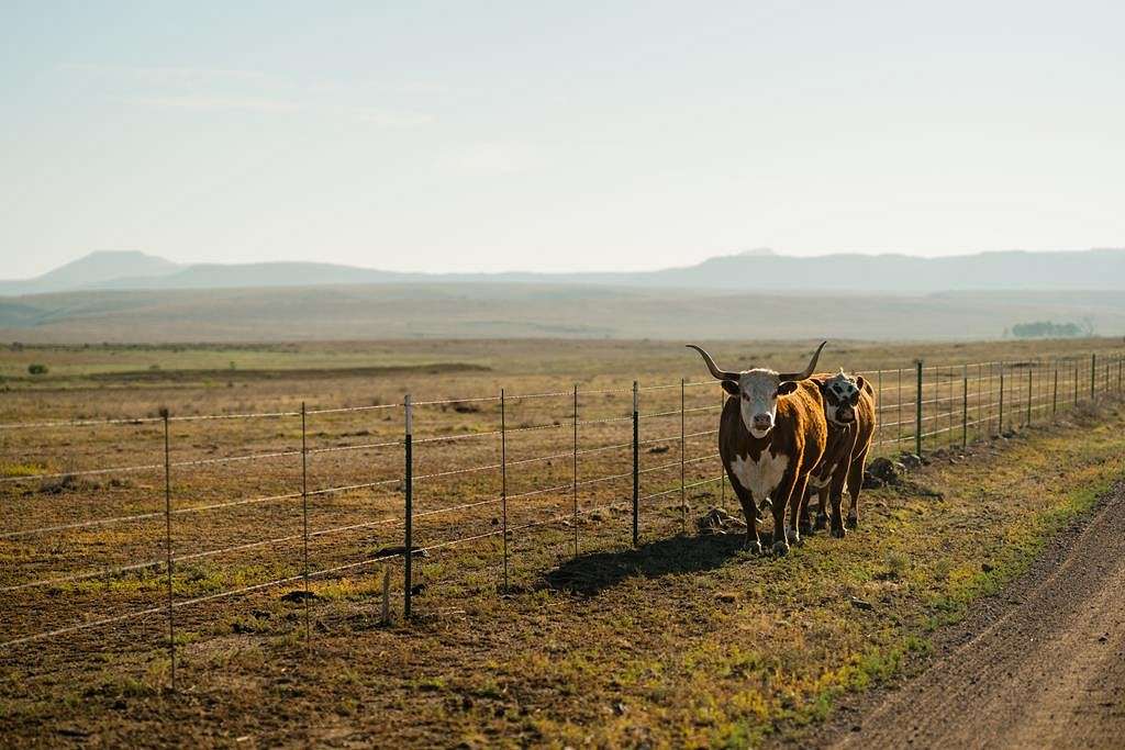 119 Acres of Recreational Land & Farm for Sale in Fort Davis, Texas