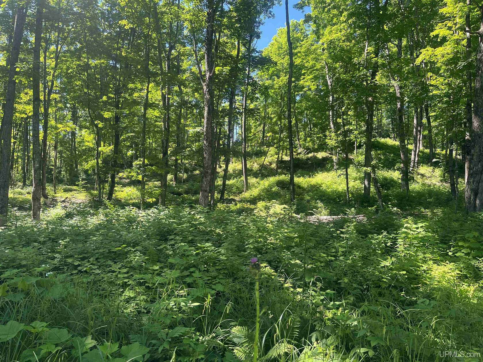 50 Acres of Recreational Land for Sale in Ishpeming, Michigan