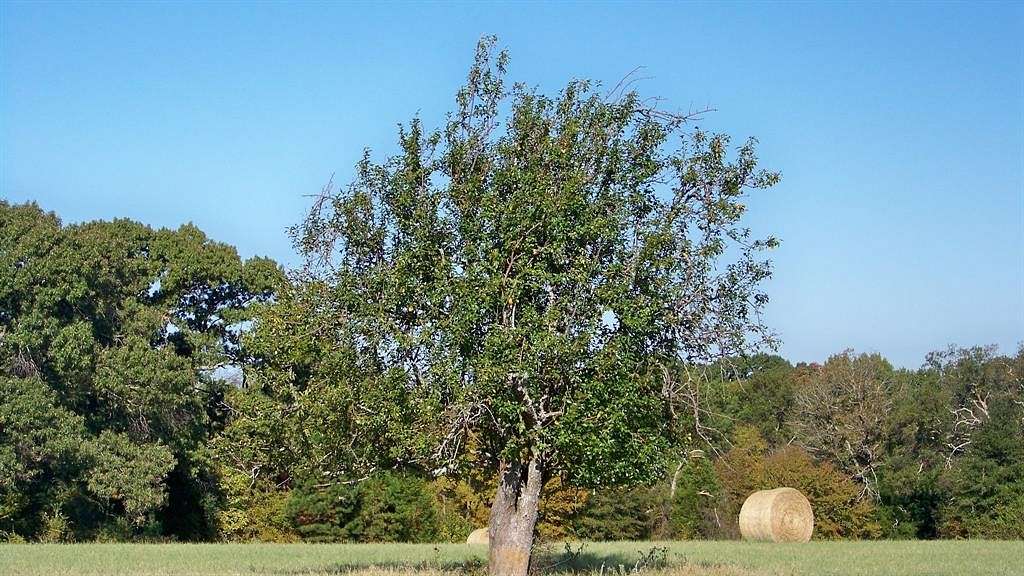 43 Acres of Land for Sale in Athens, Texas