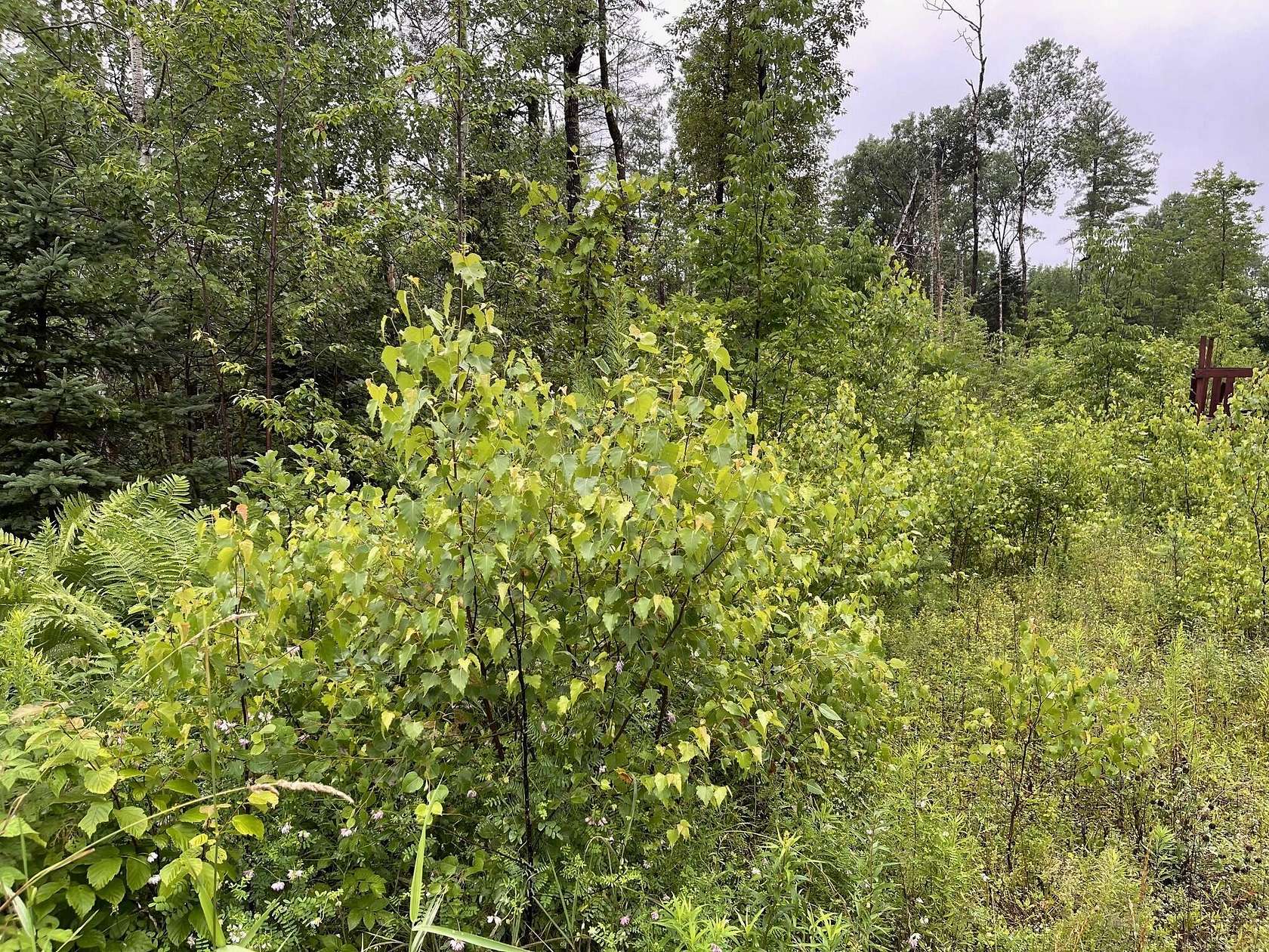 1 Acre of Land for Sale in Pittsfield, Maine